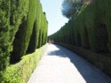 Walkway of the cedars